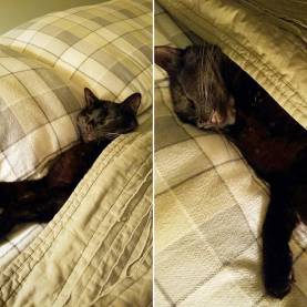 13131297_997158863685786_4722036327348681563_o